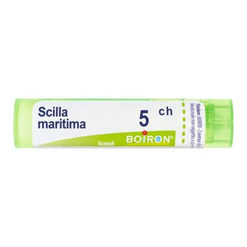 Scilla maritima 5ch gr bo - 